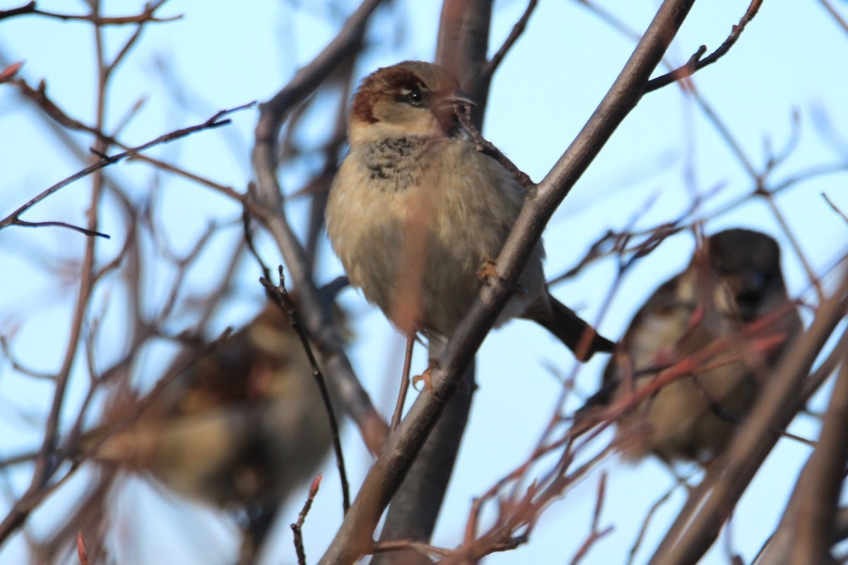 House Sparrow - ML645511242