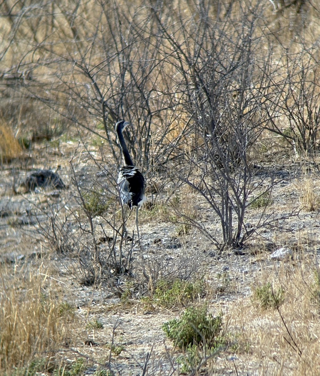 Héron mélanocéphale - ML645511252