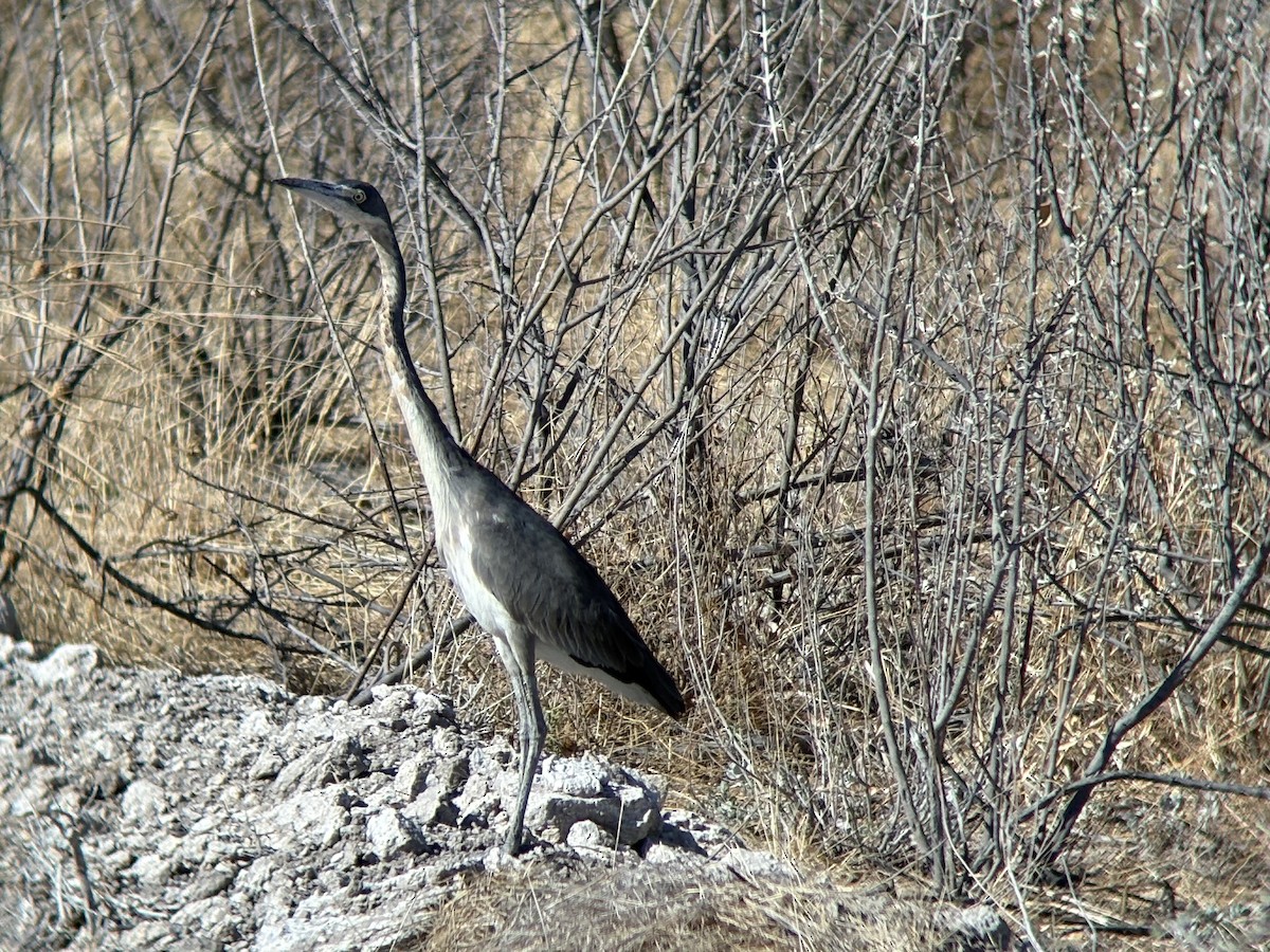 Héron mélanocéphale - ML645511253