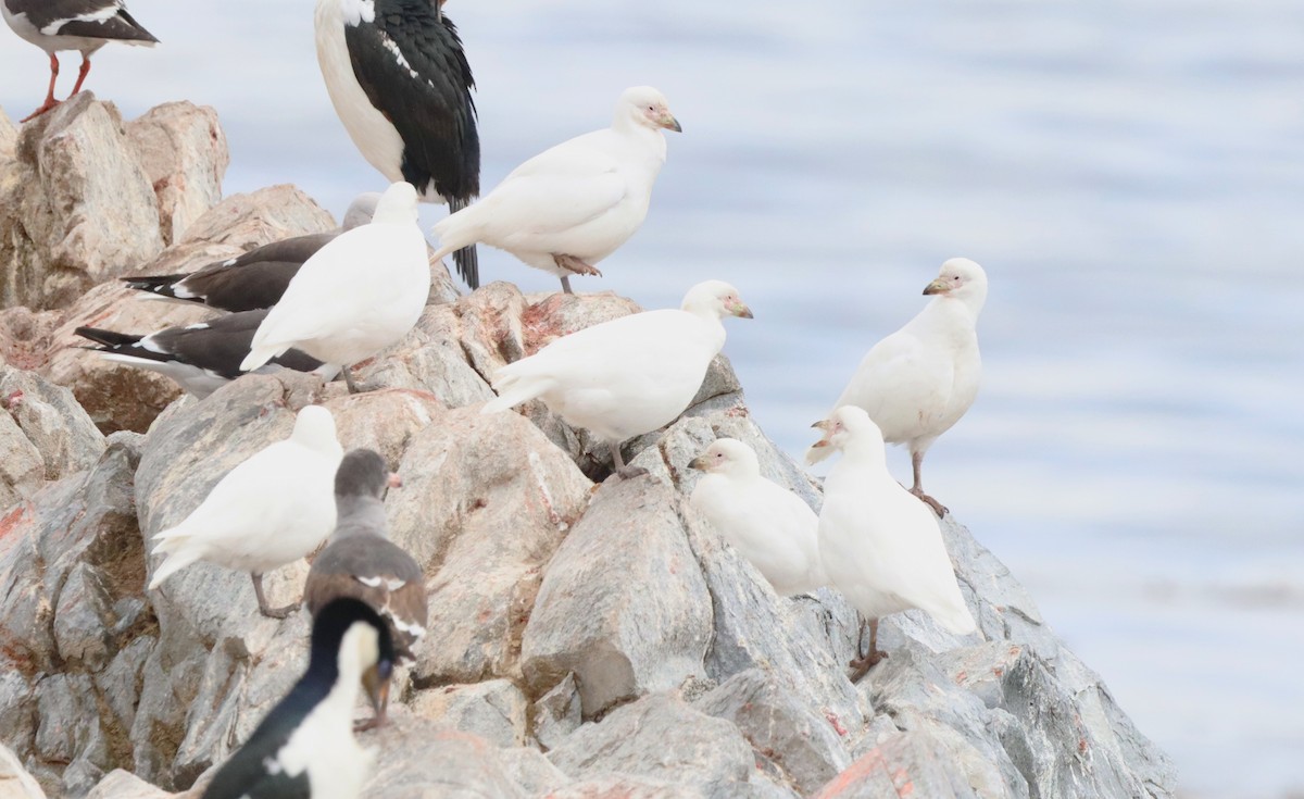 Snowy Sheathbill - ML645511254