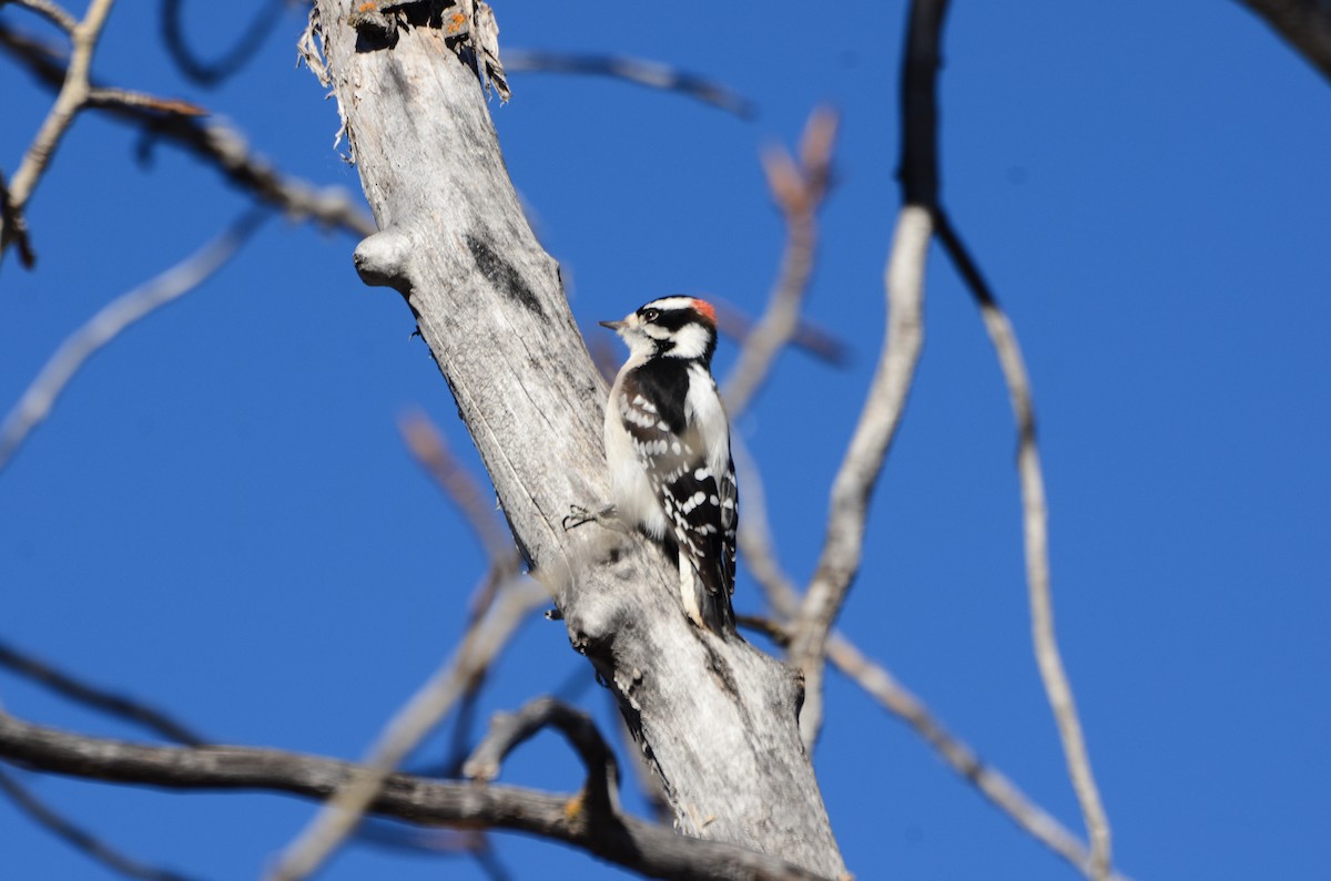 Downy Woodpecker - ML645511261