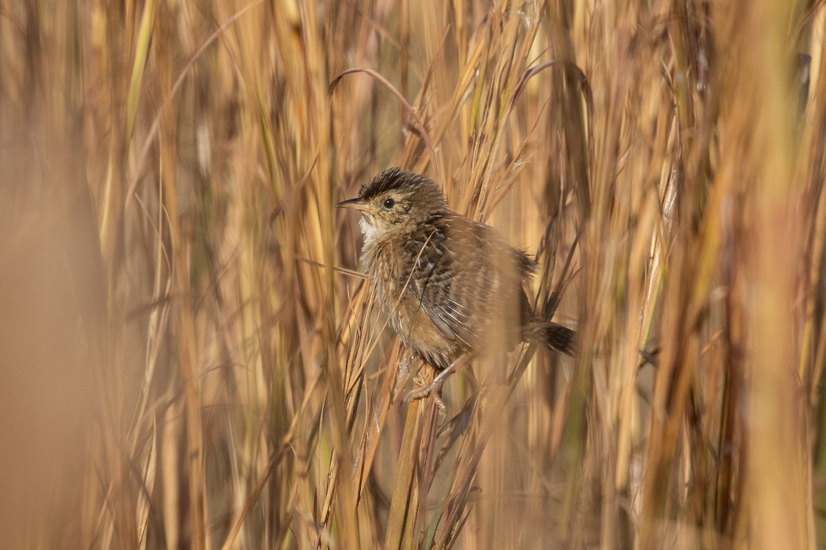 Cucarachero Culibarrado - ML645511262