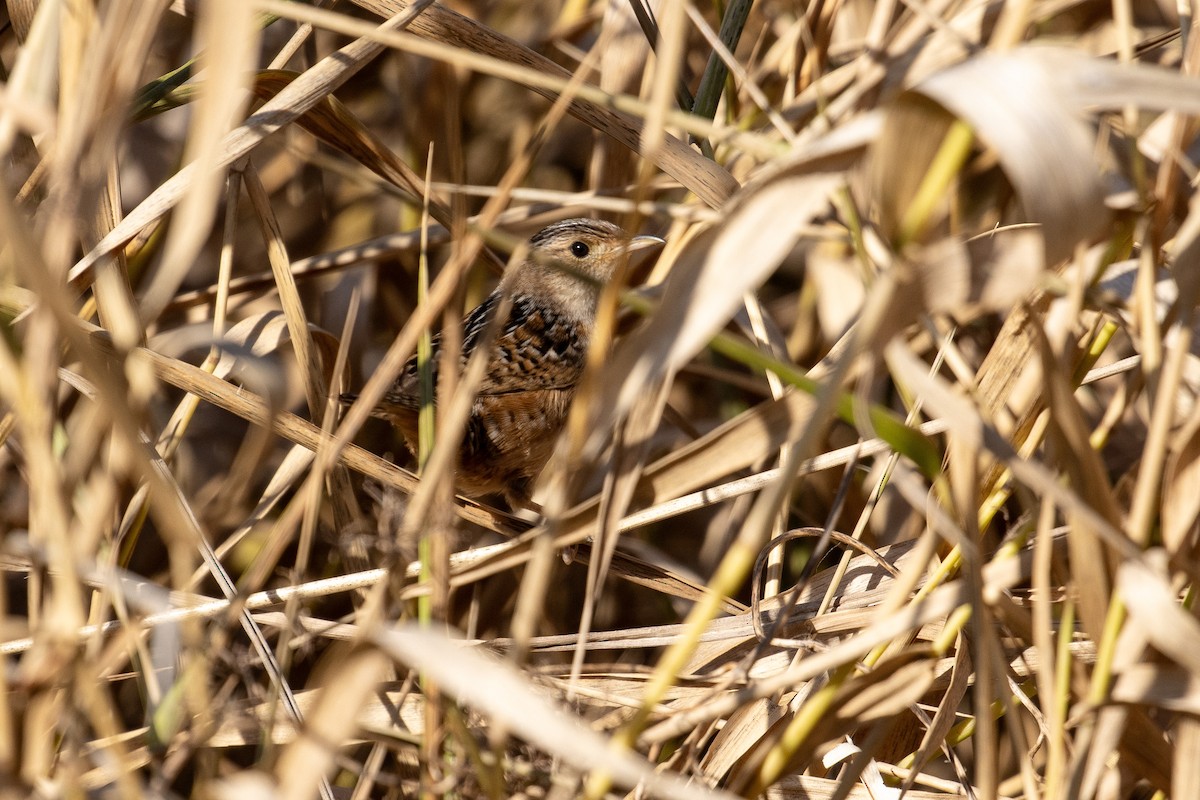 Cucarachero Culibarrado - ML645511263