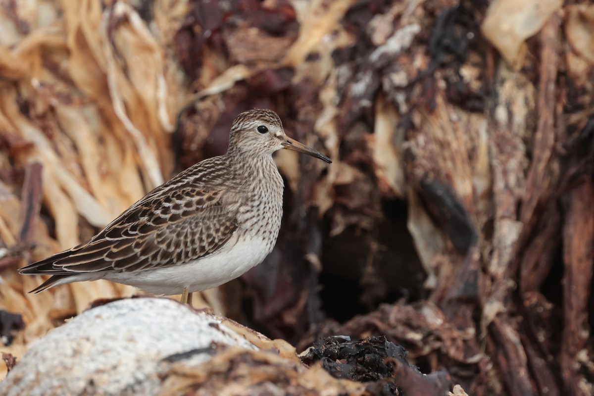 Pectoral Sandpiper - ML645511268
