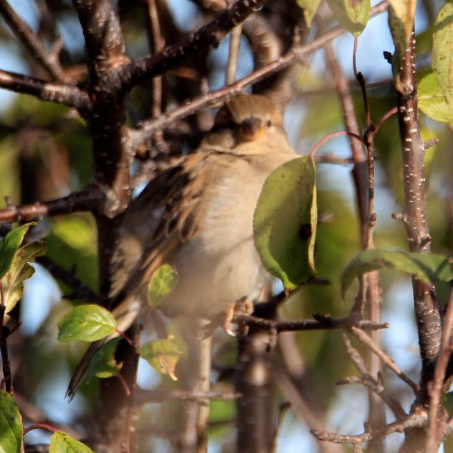 House Sparrow - ML645511273