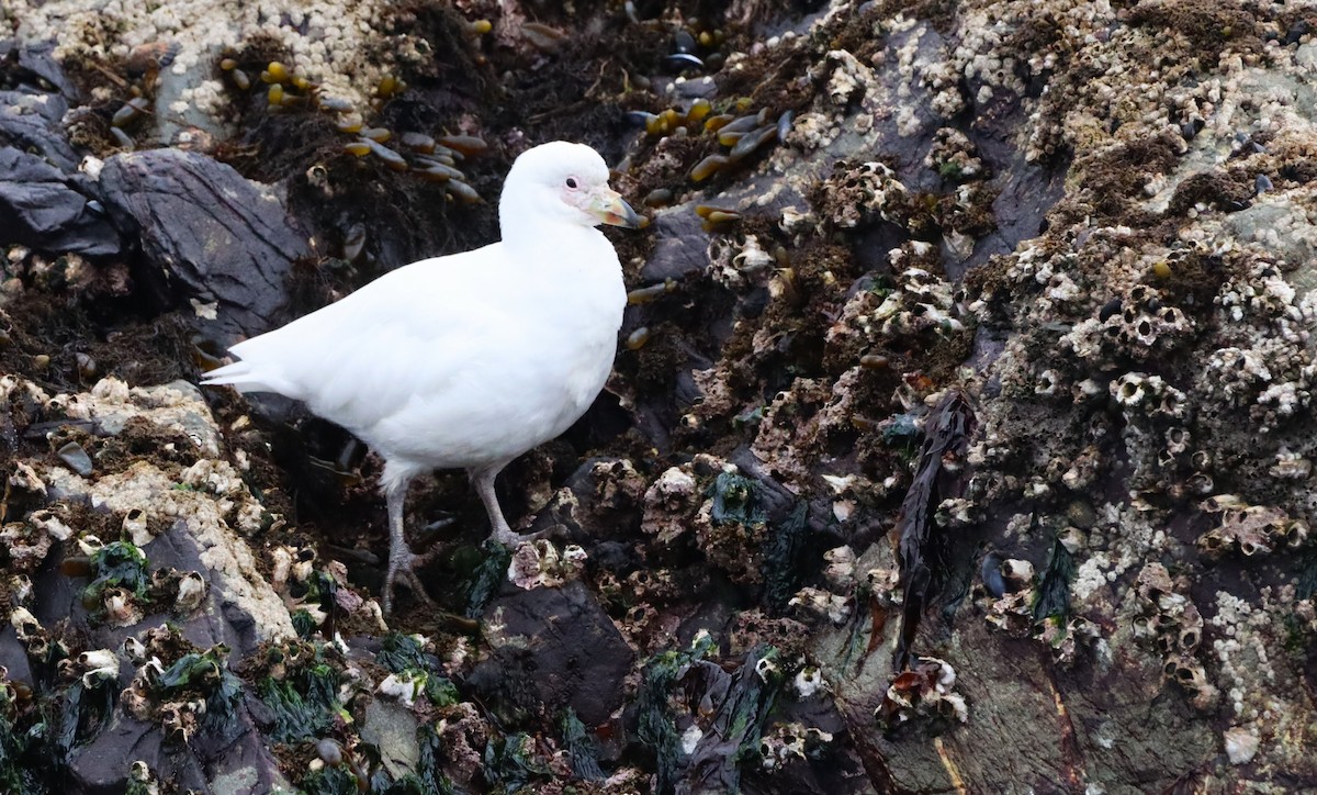 Snowy Sheathbill - ML645511276