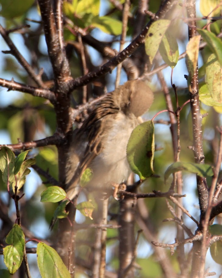 House Sparrow - ML645511278