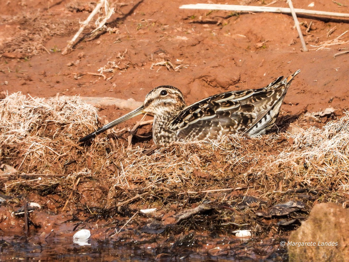 Wilson's Snipe - ML645511282