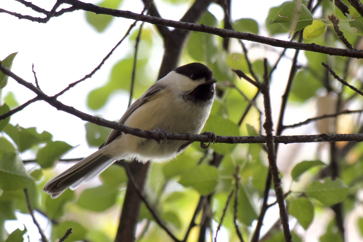 sýkora černohlavá - ML645511283