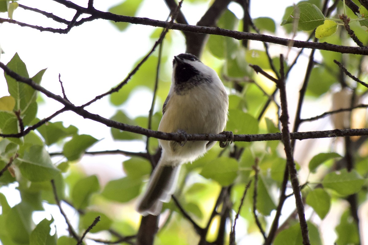 sýkora černohlavá - ML645511284