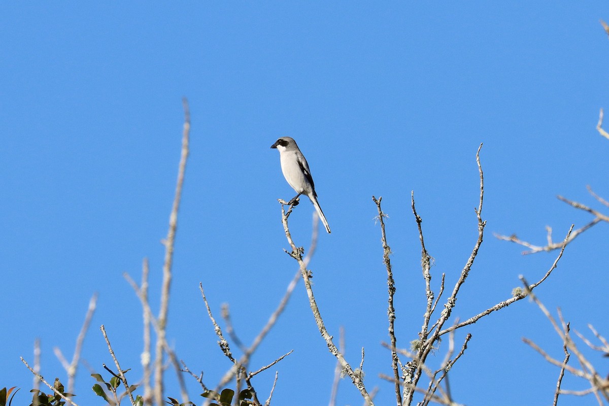 Loggerhead Shrike - ML645511286