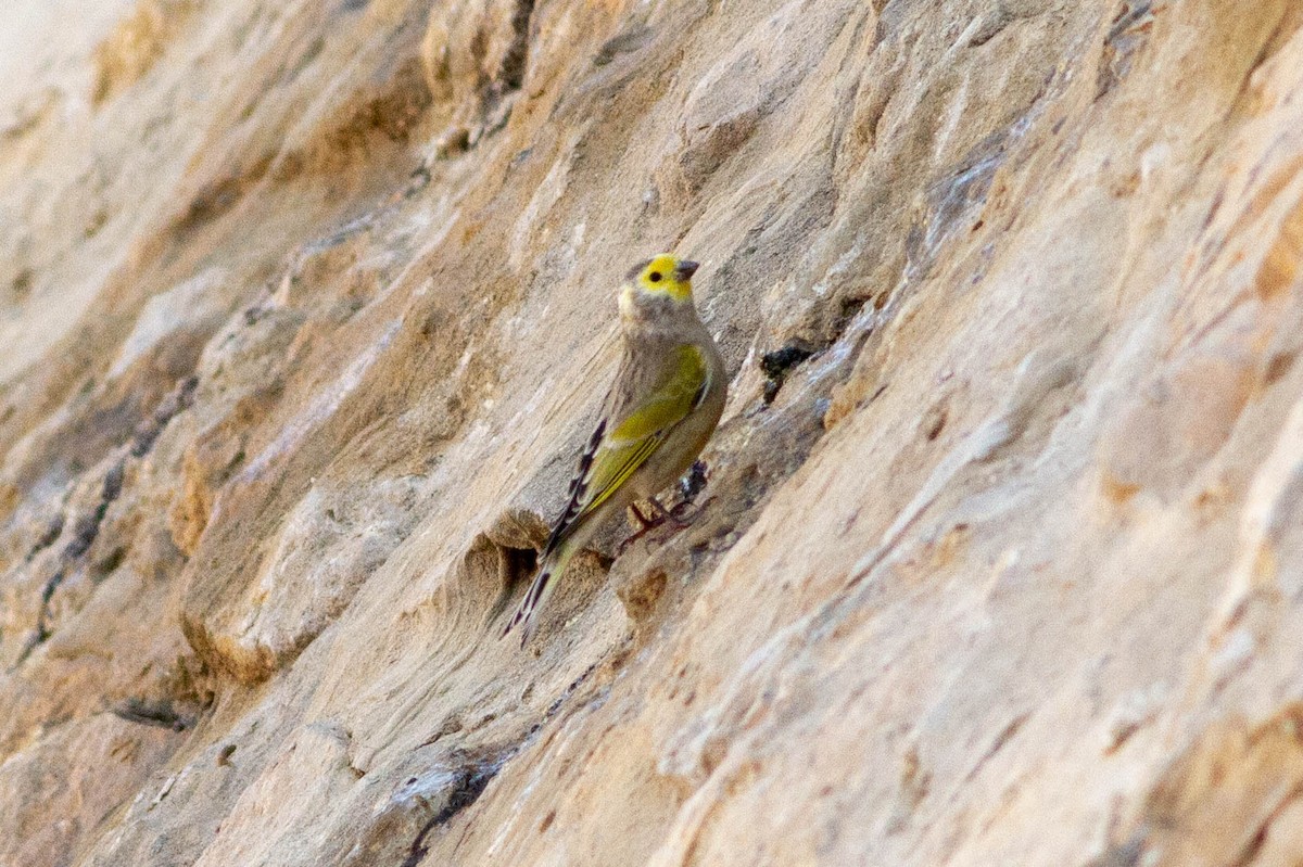 Syrian Serin - ML645511287