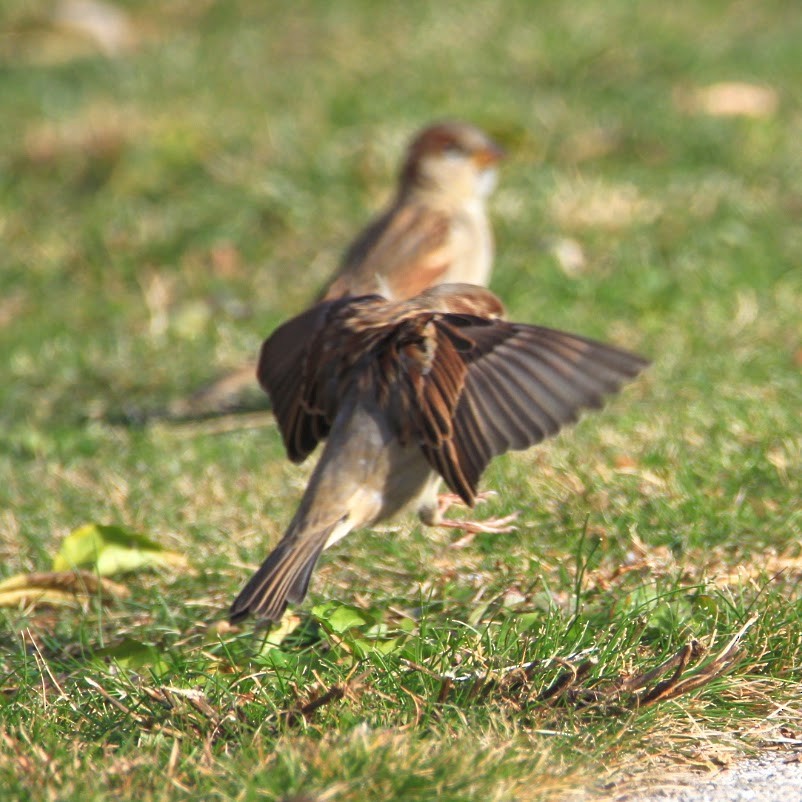 House Sparrow - ML645511289