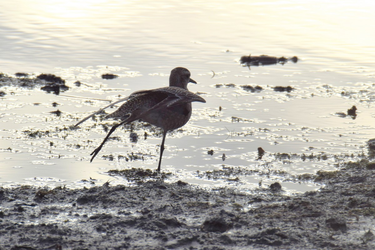American Golden-Plover - ML645511294