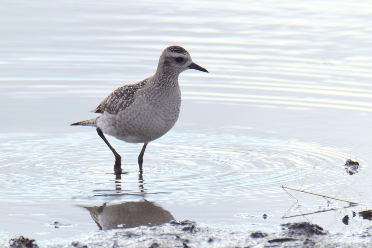 American Golden-Plover - ML645511322