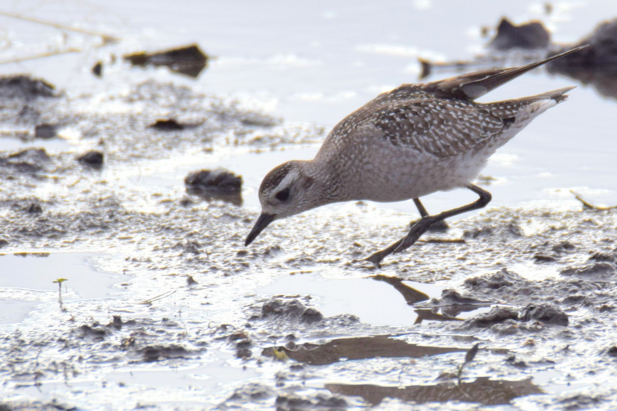 American Golden-Plover - ML645511323