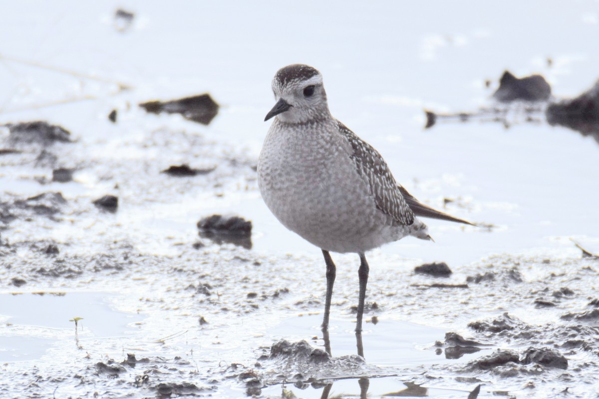 American Golden-Plover - ML645511324