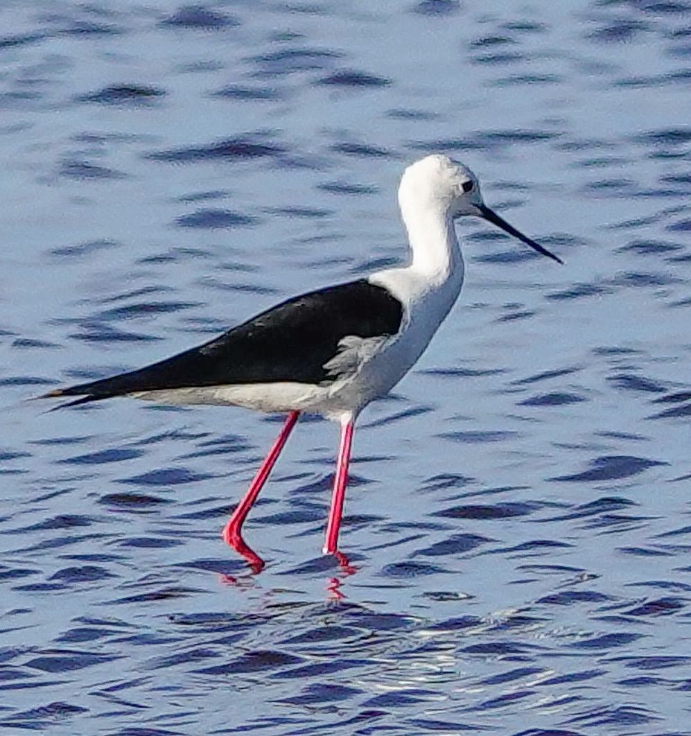 高蹺鴴 - ML645511331