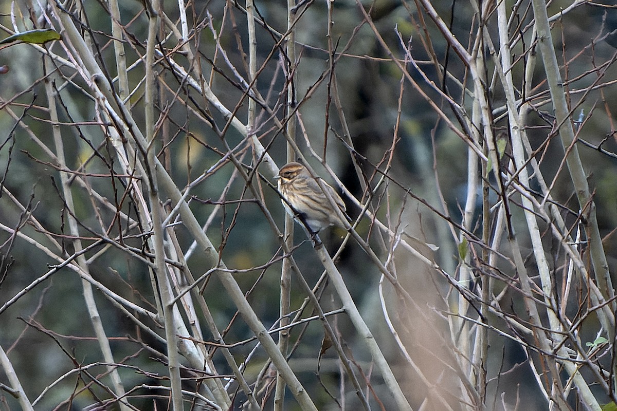 Reed Bunting - ML645511332