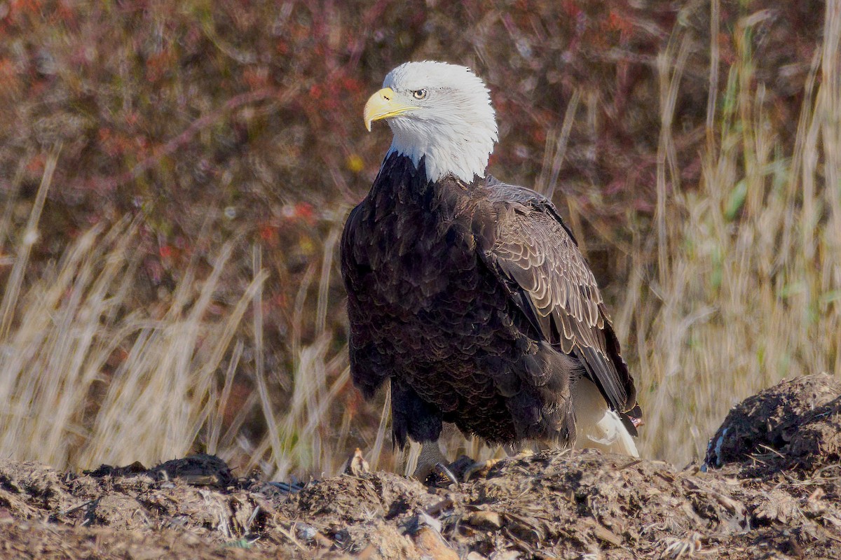 Bald Eagle - ML645511333