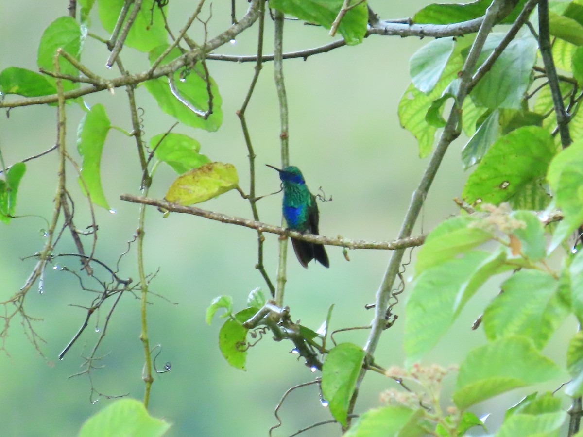 fiolørekolibri - ML645511335