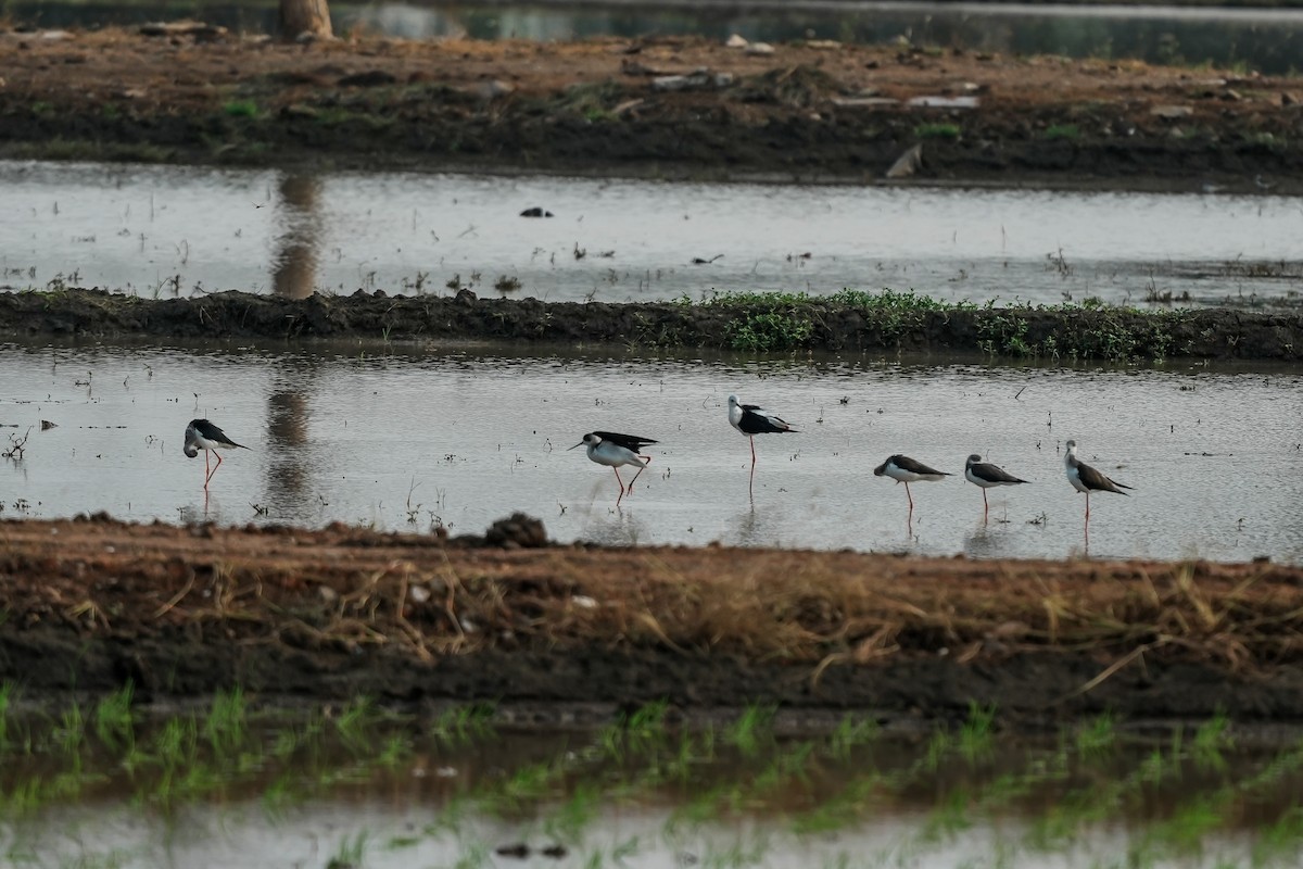 高蹺鴴 - ML645511336