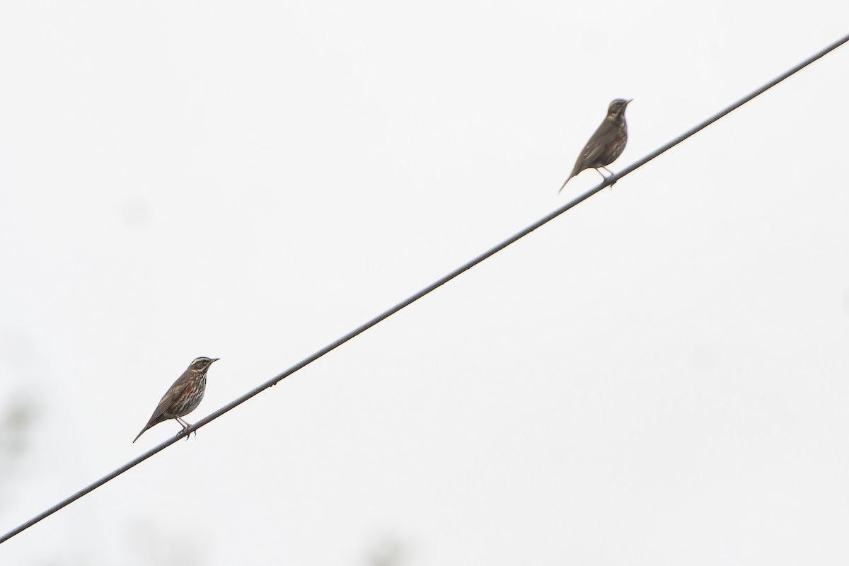 Redwing - ML645511337