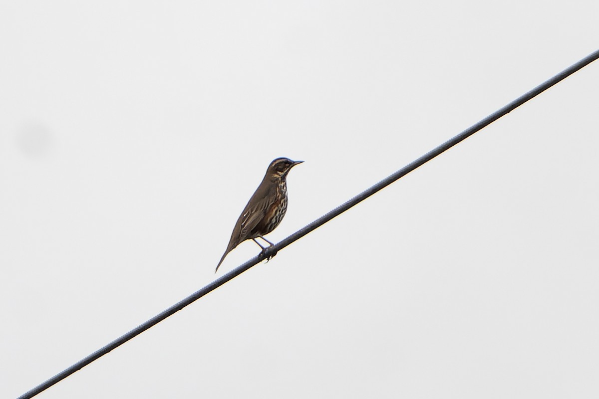 Redwing - ML645511338