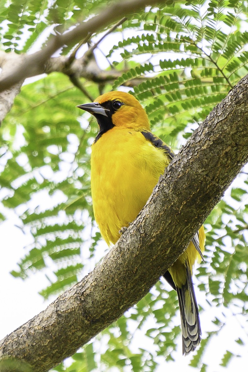 Streak-backed Oriole - ML645511340