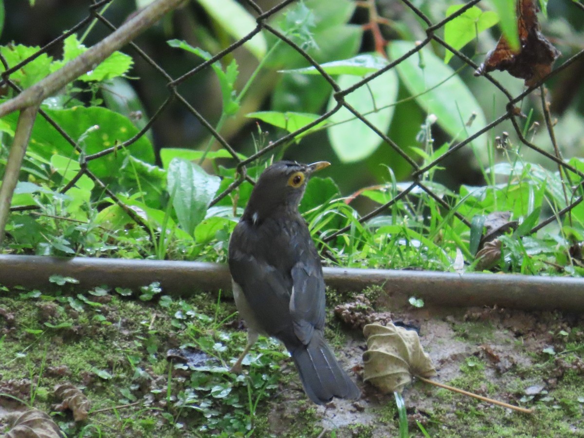 Spectacled Thrush - ML645511344
