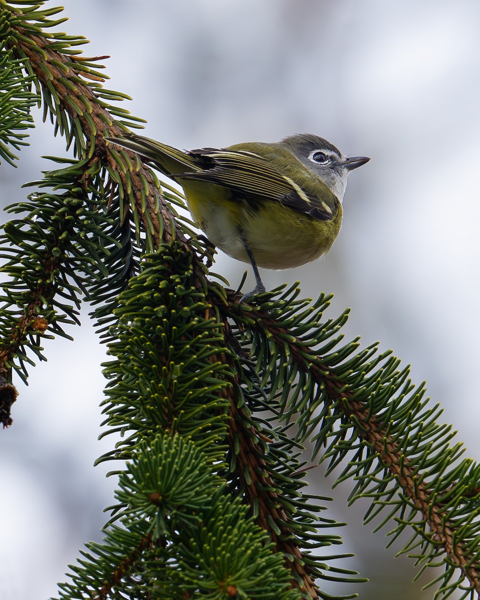 フタスジモズモドキ - ML645511346