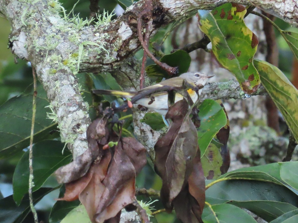 American Redstart - ML645511350