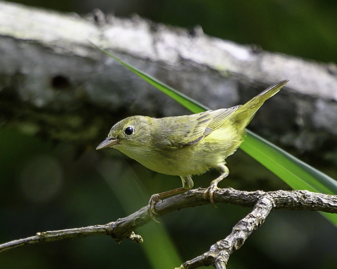 Northern Yellow Warbler - ML645511353