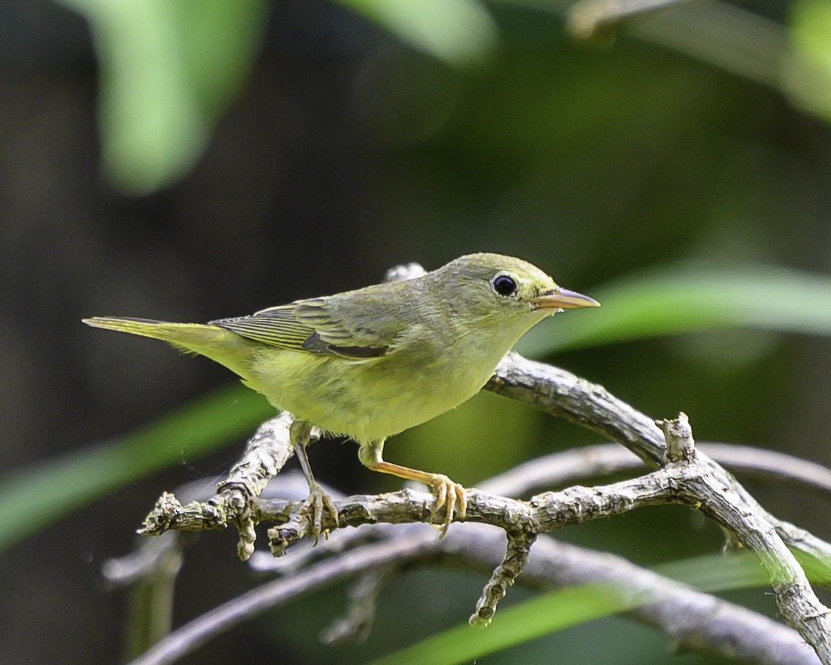 Northern Yellow Warbler - ML645511354