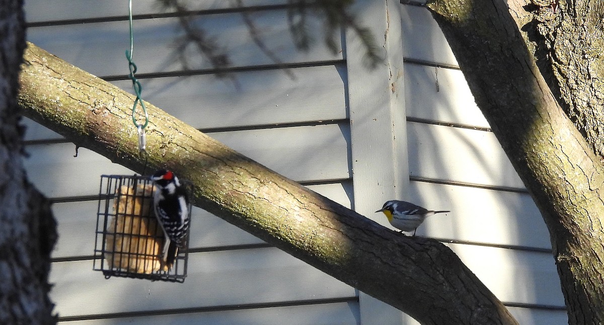 lesňáček zlatohrdlý - ML645511358