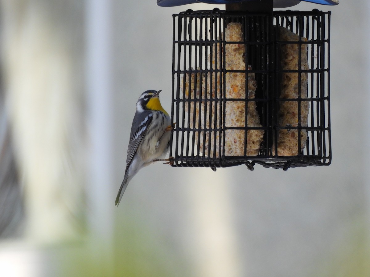 lesňáček zlatohrdlý - ML645511359