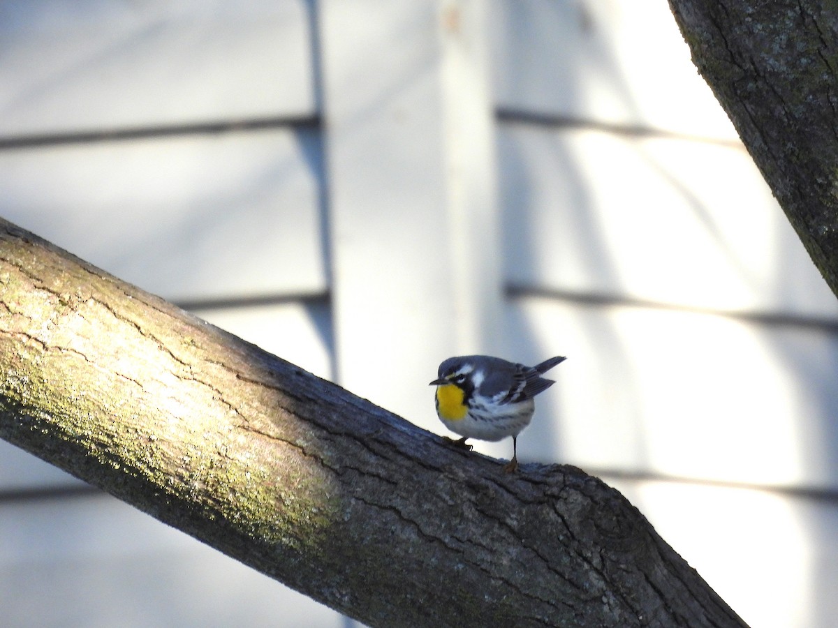 lesňáček zlatohrdlý - ML645511360