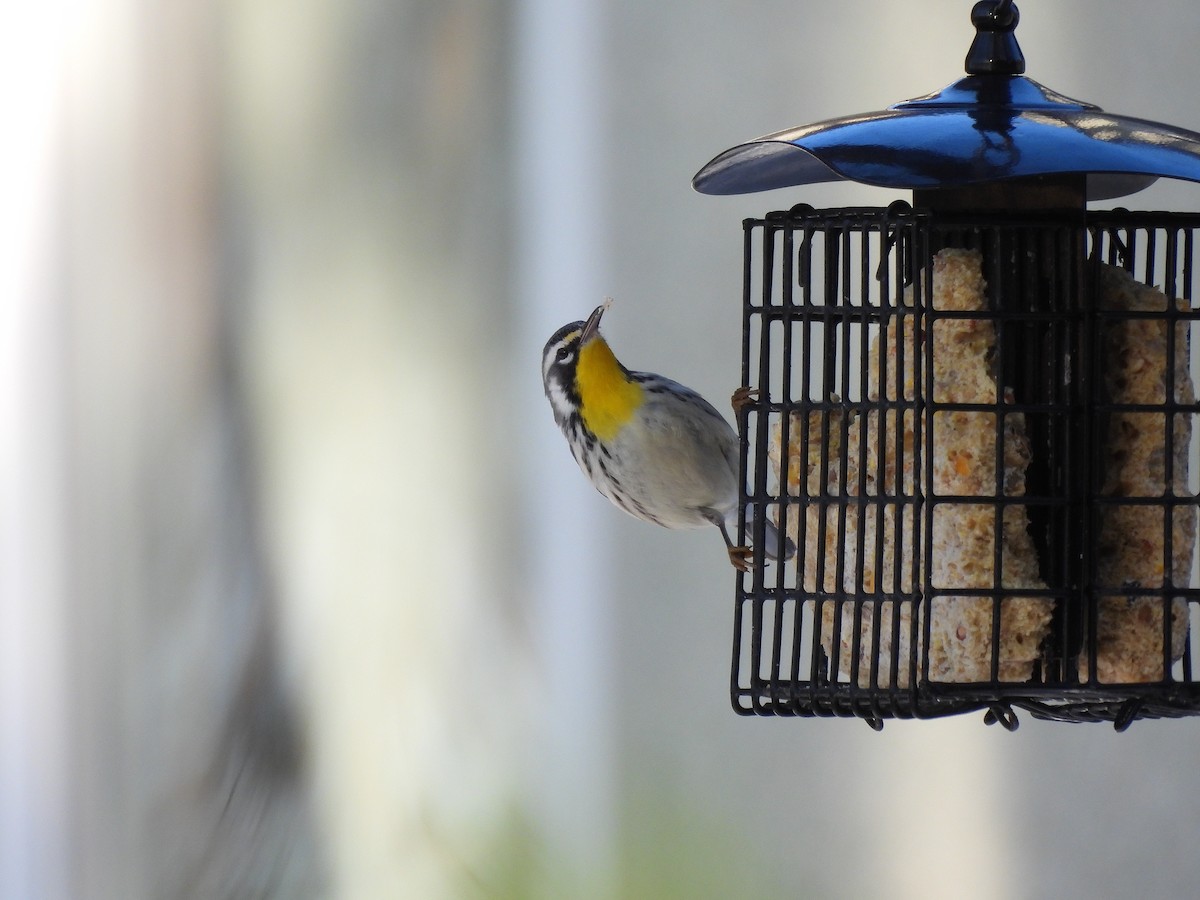 lesňáček zlatohrdlý - ML645511361