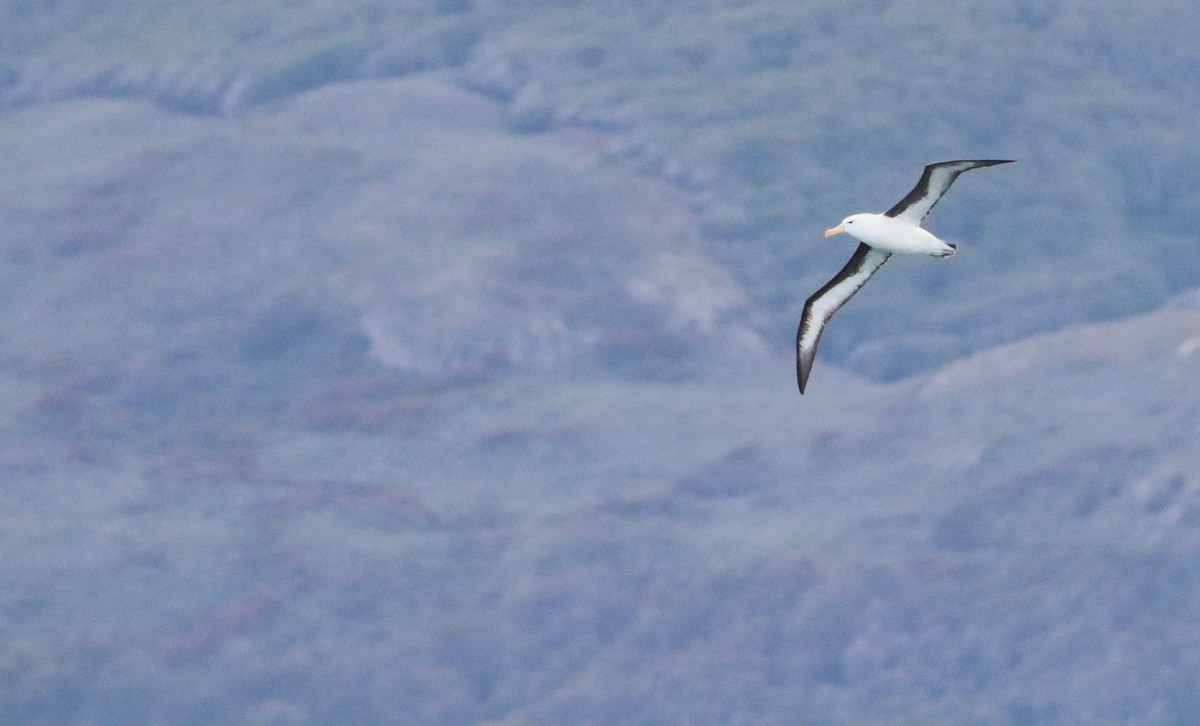 Schwarzbrauenalbatros - ML645511362