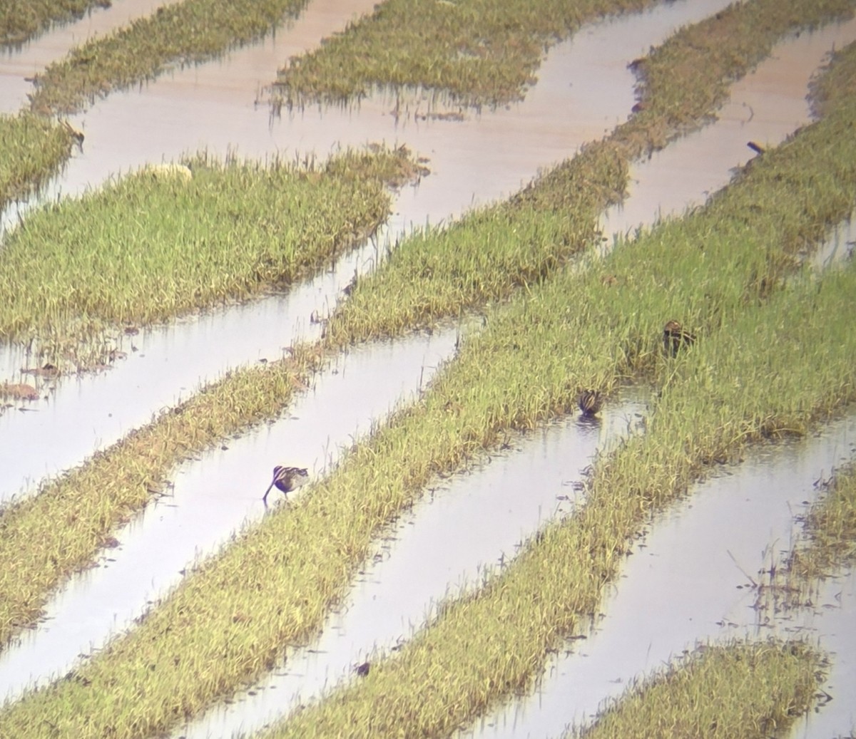 Wilson's Snipe - ML645511368