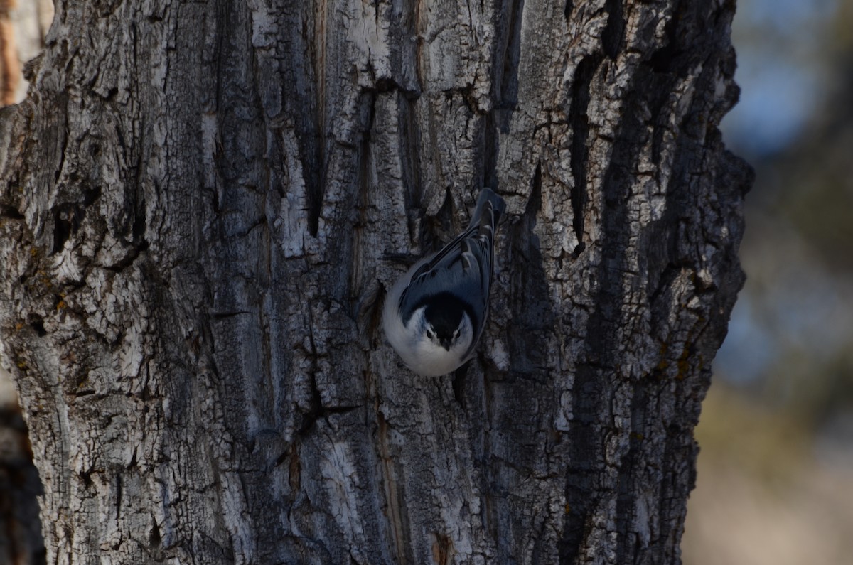 White-breasted Nuthatch - ML645511369