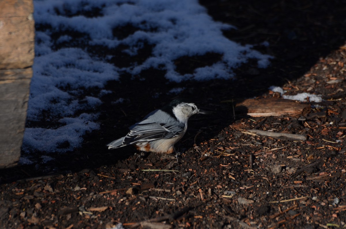 White-breasted Nuthatch - ML645511370