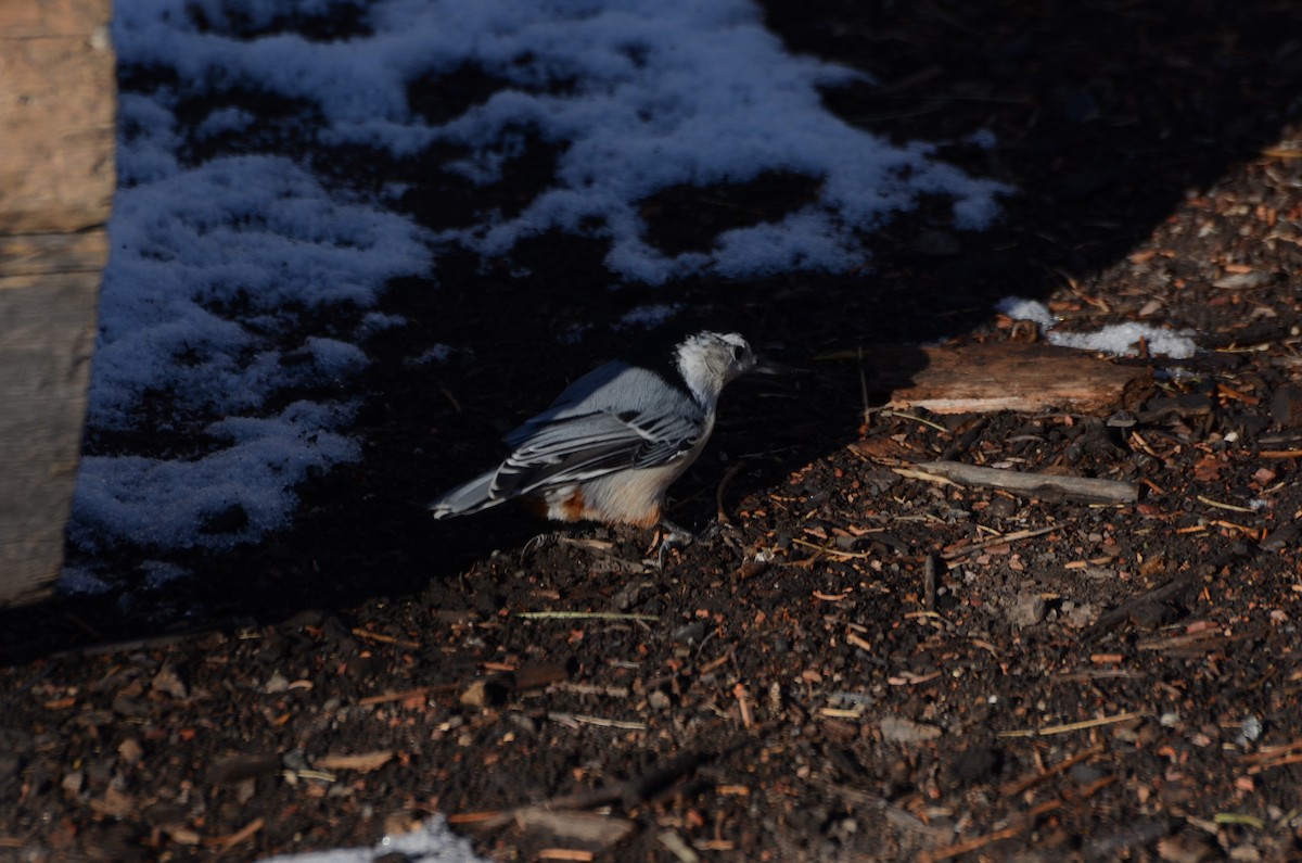 White-breasted Nuthatch - ML645511371
