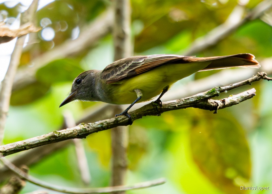 Great Crested Flycatcher - ML645511375
