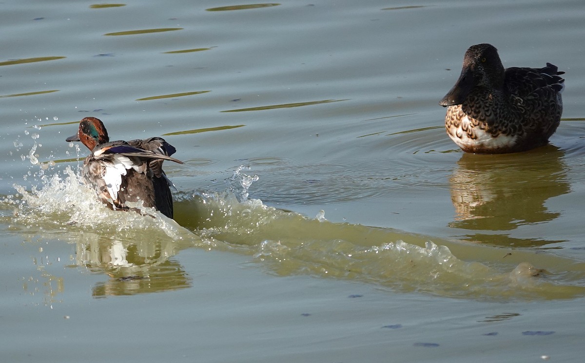 Green-winged Teal - ML645511388
