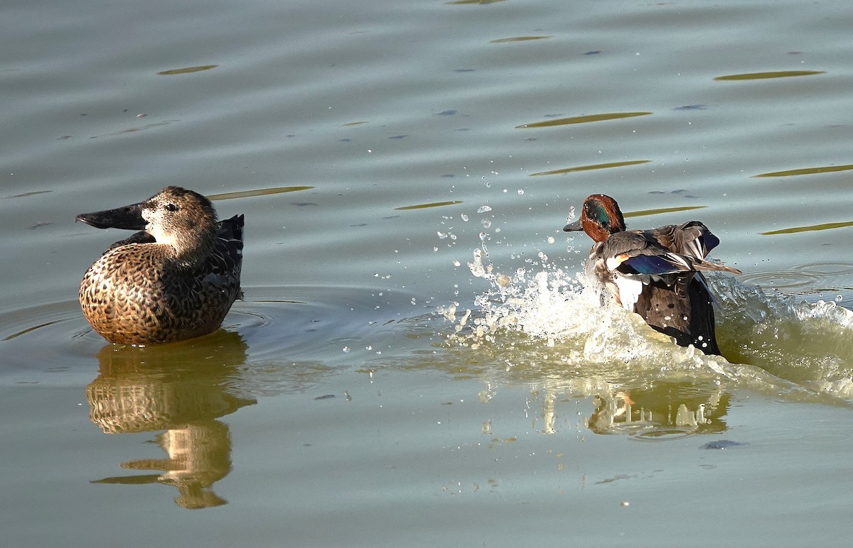 Green-winged Teal - ML645511389