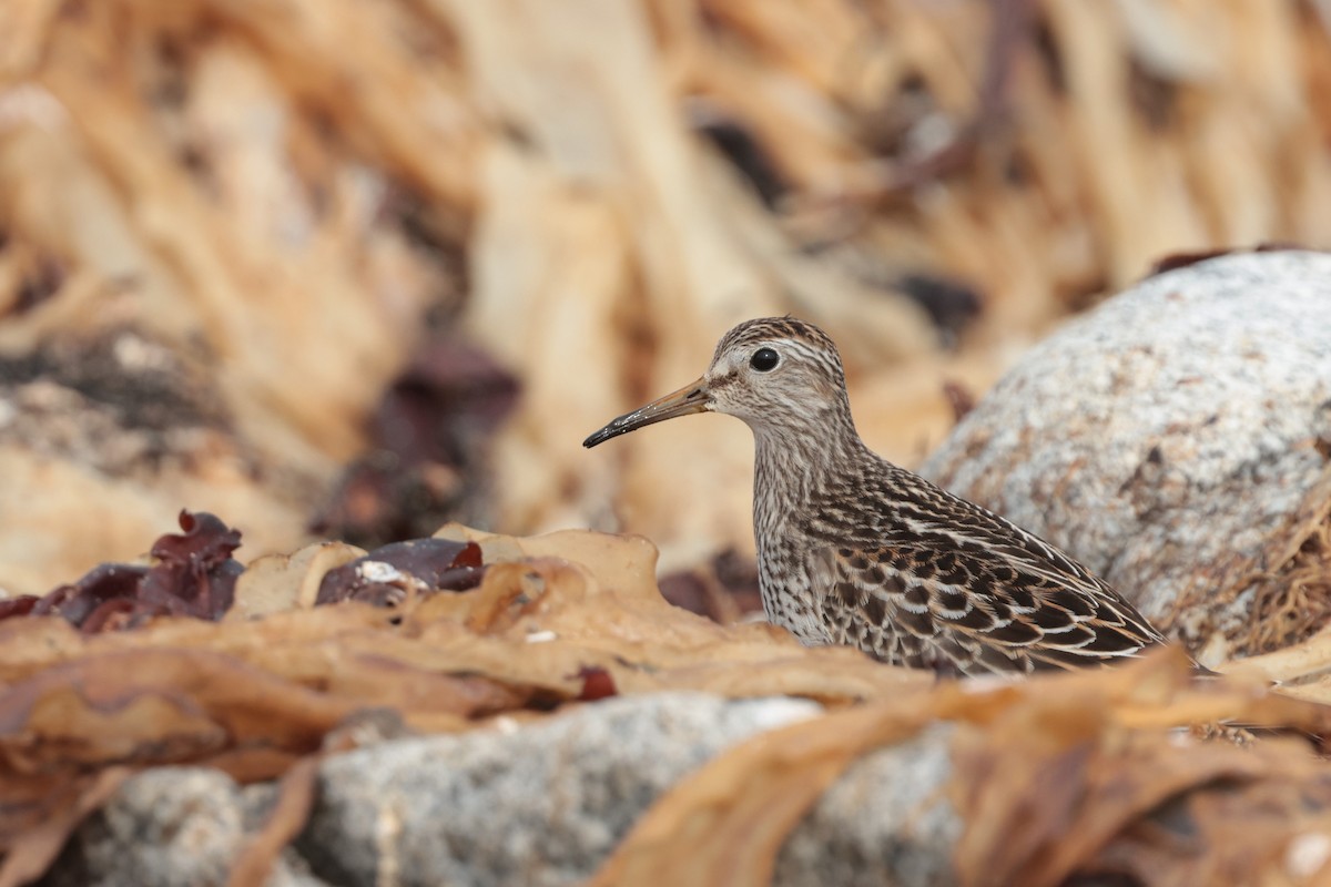 Pectoral Sandpiper - ML645511395