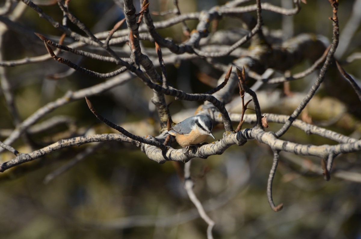 Red-breasted Nuthatch - ML645511396