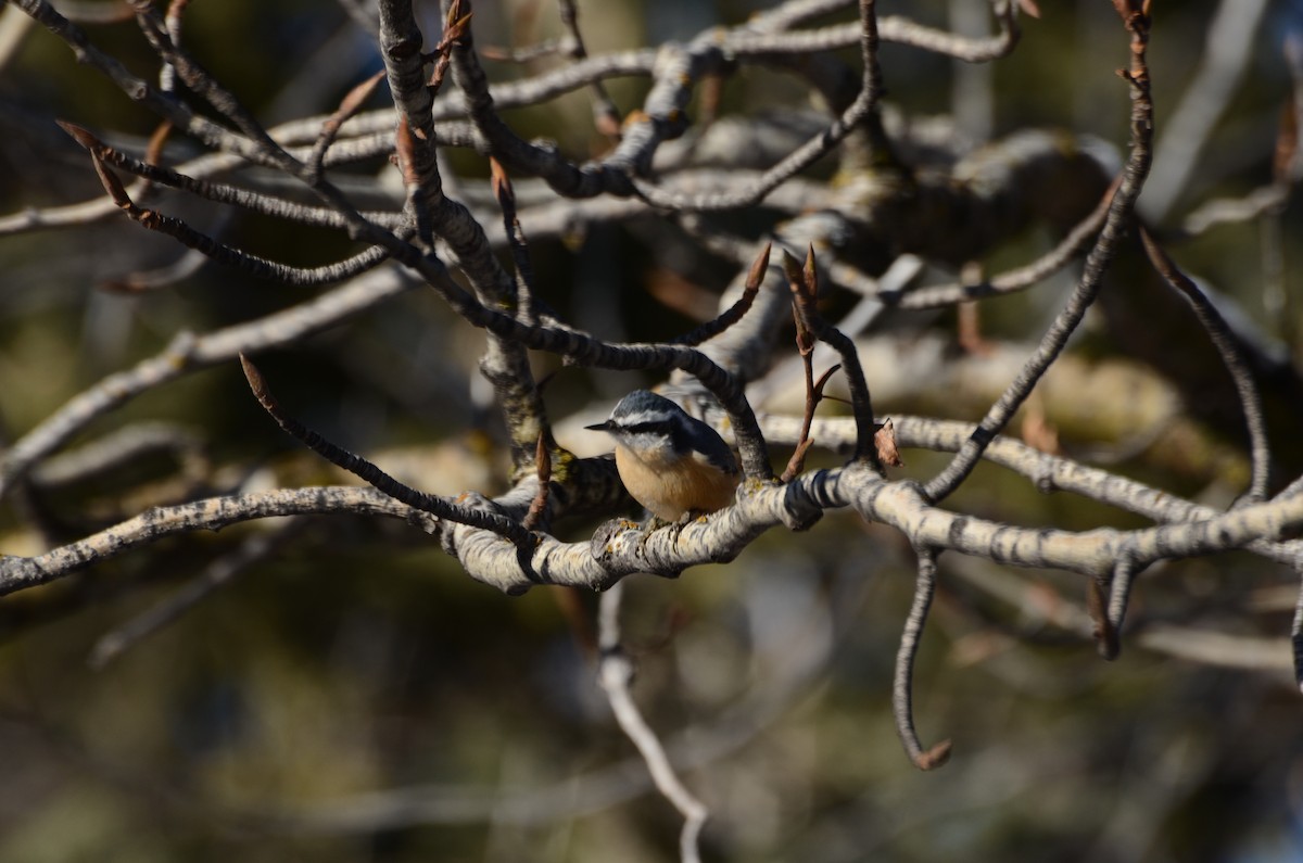 Red-breasted Nuthatch - ML645511397