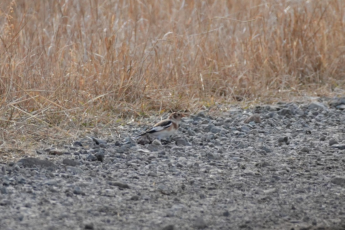 雪鵐 - ML645511400